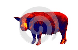 The red breeding pig, sow