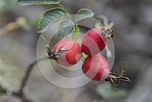 Red briar berries on a branch cluseup