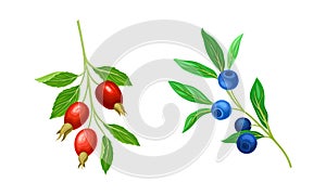 Red Briar and Blueberry Branch with Hanging Ripe Edible Berry Vector Set