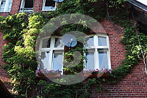 Red brick building overgrown with green creeper plant and beautiful flowers under windows