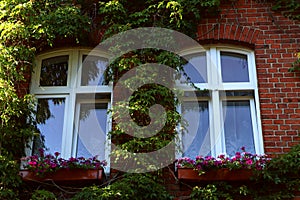 Red brick building overgrown with green creeper plant and beautiful flowers under windows