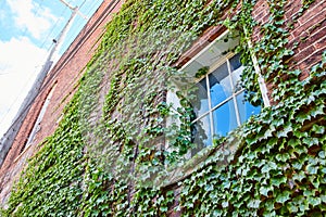 Red brick building wall with two windows covered in lush green ivy vines plant