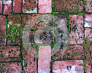 Red brick pavers with green moss