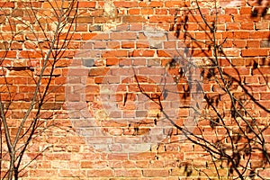 Red brick texture. Old brick wall background. Brick wall with tree branches in front.