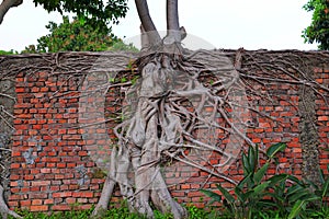 Red brick wall with banyan tree roots (Ficus retusa,