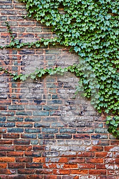 Red brick wall with faded paint and lush green ivy plant climbing right side, background asset