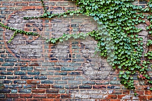 Red brick wall with faded paint and lush green ivy plant growing on right side, background asset