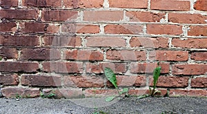 Dandelion leaves breaking through the asphalt