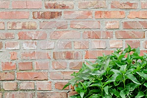 Red brick wall with green grass in the corner. Texture, background