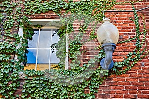 Red brick wall with green ivy vines of plant growing around window and old, retro light, summer