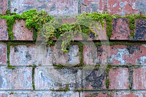 Red Brick wall with green moss and lichen growing on it.  It`s a nature and urban background with copy space