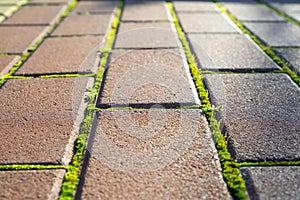 Red brick wall with green moss texture background.