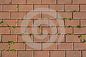 Red brick wall with green moss texture background.