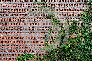 Red brick wall with holes and climbimg green leaf plants growing photo