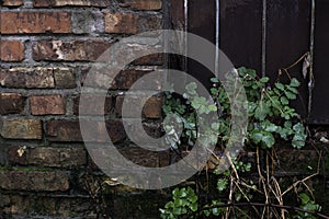 Red brick wall of old abandoned factory