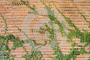 Red brick wall pattern surface texture with Ivy plant with leaves, green creeper bush and vines. Material for design decoration