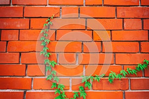 Red brick wall pattern surface texture with Ivy plant with leaves, green creeper bush and vines. Material for design