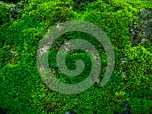 Red Brick Wall Texture Background with Cement Pattern, Rustic Construction Surface