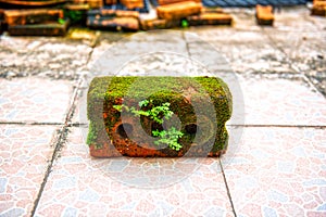 The red bricks with moss and small trees