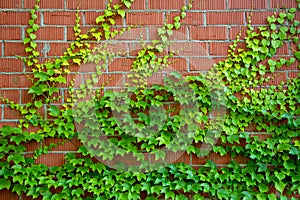 Red bricks wall and green ivy