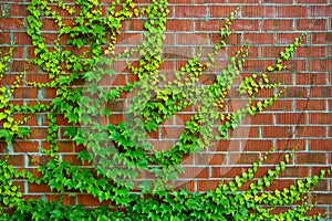 Red bricks wall and green ivy