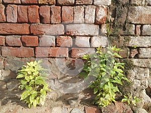 Red bricks wall with green & yellow plants