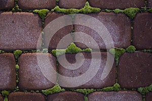 Red bricks wall with moss for background