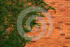 Red bricks wall with tree