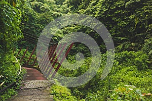 Red bridge in middle of jungle