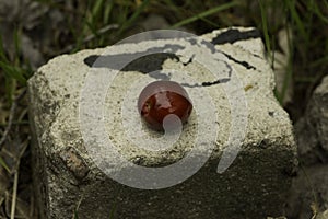 Red and bright cherry placed on a rock close up photo