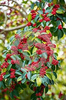 Red bright iron holly fruit on the tree