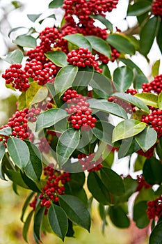Red bright iron holly fruit on the tree