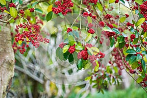 Red bright iron holly fruit on the tree