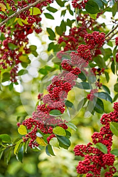 Red bright iron holly fruit on the tree