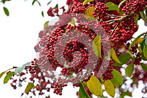 Red bright iron holly fruit on the tree