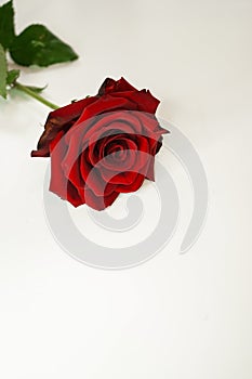 red bright rose, with a green stem on a white background