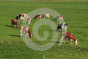 The red brindled and holsteins friesian cattle are grazing in the grassland at the countryside in the summer.