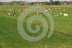 The red brindled and holsteins friesian cattle are grazing in the grassland at the countryside in the summer.