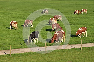 The red brindled and holsteins friesian cattle are grazing in the grassland at the countryside in the summer.