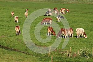 The red brindled and holsteins friesian cattle are grazing in the grassland at the countryside in the summer.