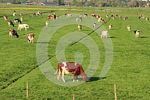 The red brindled and holsteins friesian cattle are grazing in the grassland at the countryside in the summer.