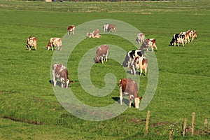 The red brindled and holsteins friesian cattle are grazing in the grassland at the countryside in the summer.