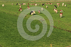 The red brindled and holsteins friesian cattle are grazing in the grassland at the countryside in the summer.