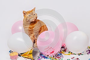Red british cat in a birthday confetti and balloons