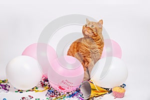 Red british cat in a birthday confetti and balloons