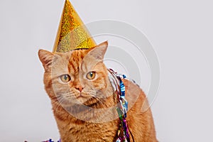 Red british cat in a birthday hat and confetti on white background