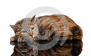 Red british cat lies on a glass on white background