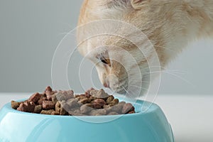 Red British Scottish fold cat sniffs new dry feed in blue bowl. Close up