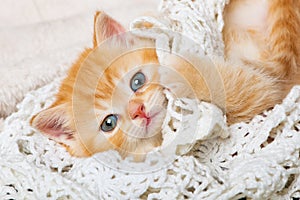 Red british shorthair kitten on a white blanket