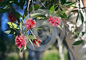 Red Broad-leaved Paperbark flowers, Melaleuca viridiflora,